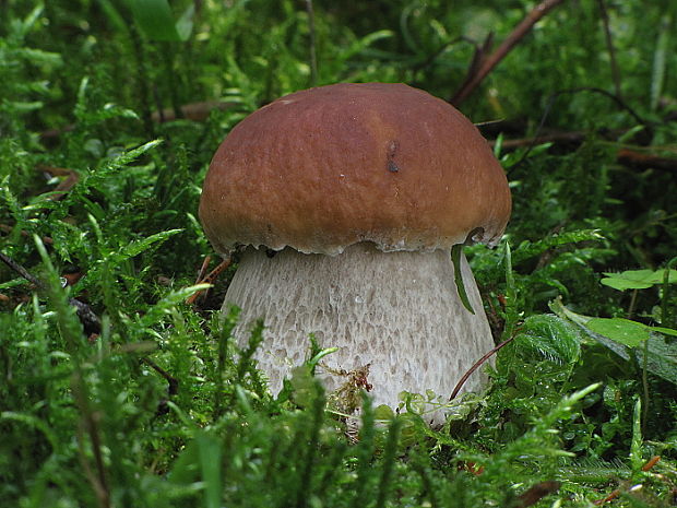 hríb smrekový Boletus edulis Bull.