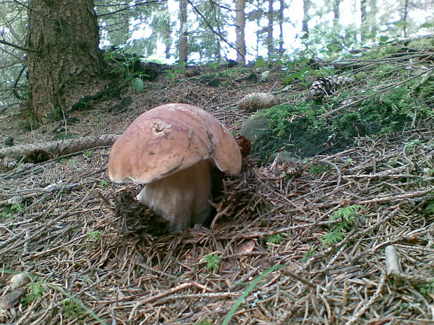 hríb smrekový Boletus edulis Bull.