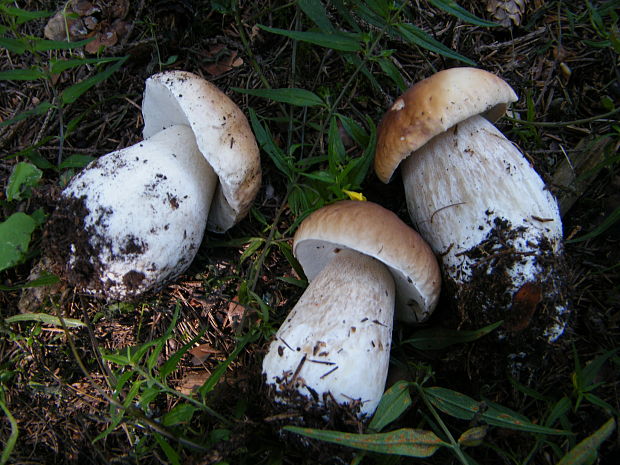 hríb smrekový Boletus edulis Bull.