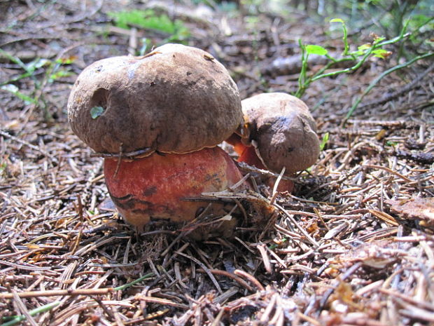 hríb zrnitohlúbikový Boletus luridiformis var.luridiformis