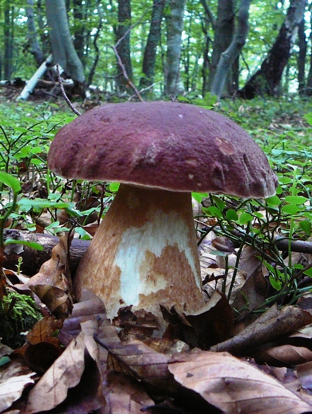 hríb sosnový Boletus pinophilus Pil. et Dermek in Pil.