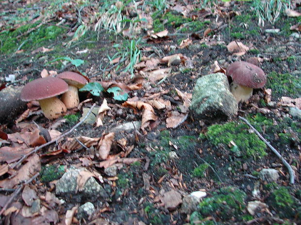 hríb sosnový Boletus pinophilus Pil. et Dermek in Pil.