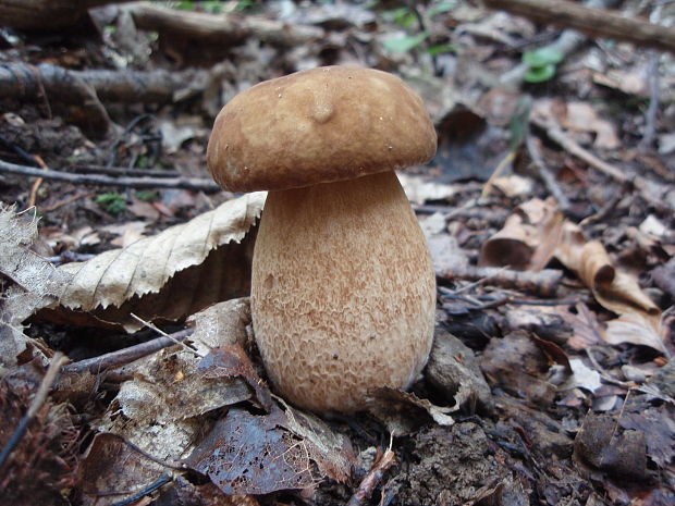 hríb dubový Boletus reticulatus Schaeff.