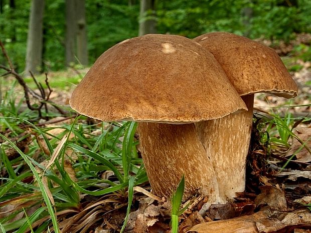 hríb dubový Boletus reticulatus Schaeff.