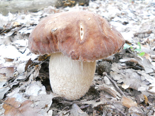 hríb dubový Boletus reticulatus Schaeff.