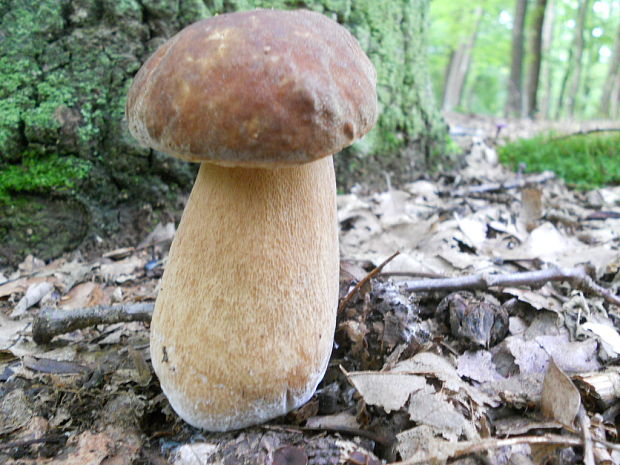 hríb dubový Boletus reticulatus Schaeff.