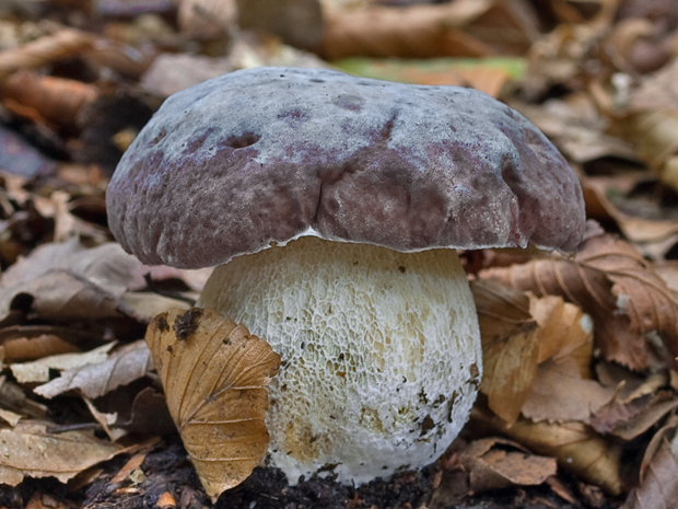 hríb Boletus sp.