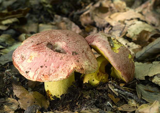 hríb kráľovský Butyriboletus regius (Krombh.) D. Arora & J.L. Frank