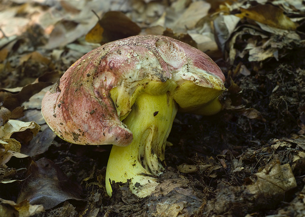 hríb kráľovský Butyriboletus regius (Krombh.) D. Arora & J.L. Frank