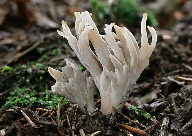 konárovka hrebenitá Clavulina coralloides (L.) J. Schröt.