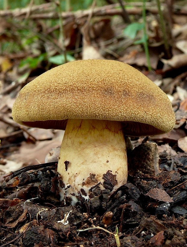 pavučinovec bavlnový   ? Cortinarius cotoneus Fr.