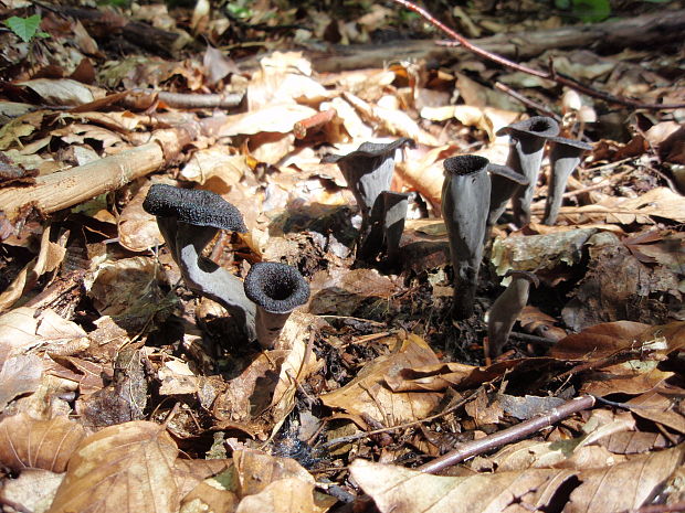 lievik trúbkovitý Craterellus cornucopioides (L.) Pers.