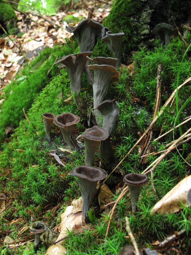 lievik trúbkovitý Craterellus cornucopioides (L.) Pers.