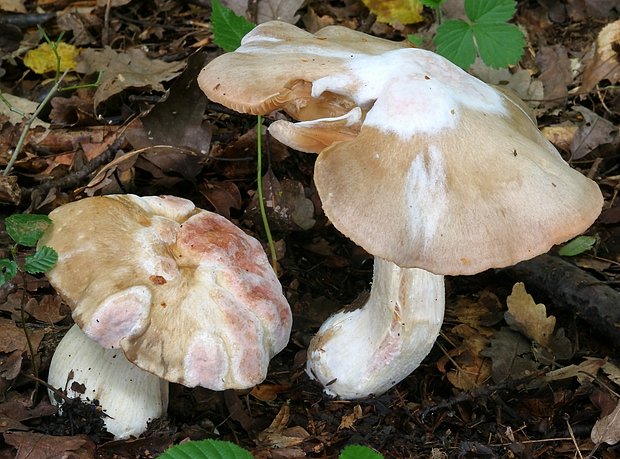 hodvábnica veľká - Závojenka olovová Entoloma sinuatum (Bull.) P. Kumm.