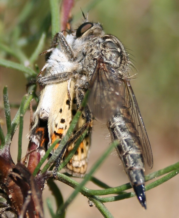 muchárka Eutolmus rufibarbis