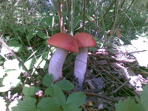 kozák osikový Leccinum albostipitatum den Bakker & Noordel.