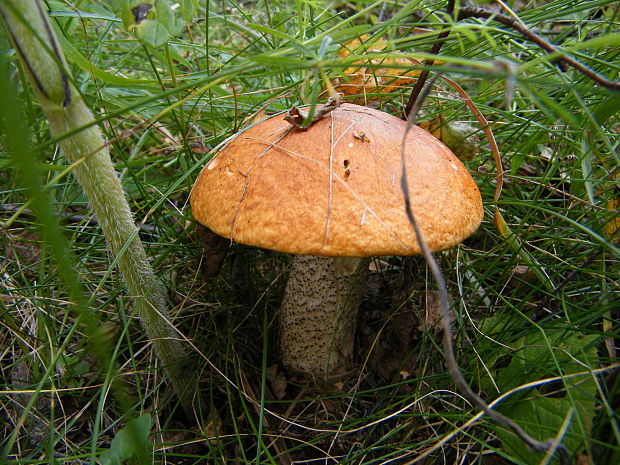 kozák Leccinum sp.