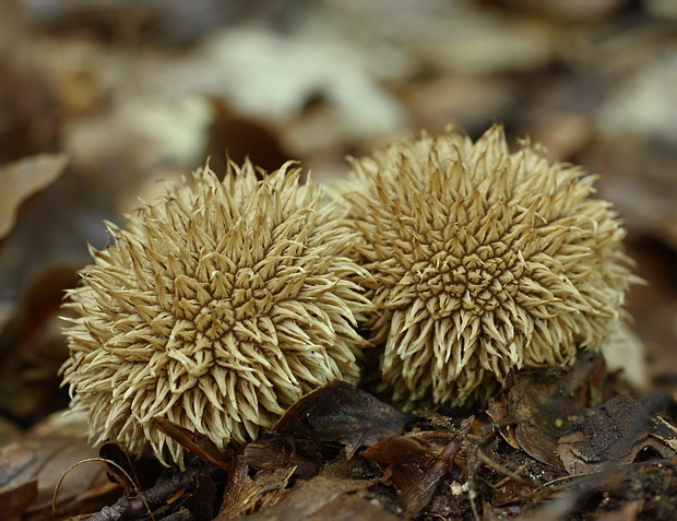 prášnica pichliačová Lycoperdon echinatum Pers.