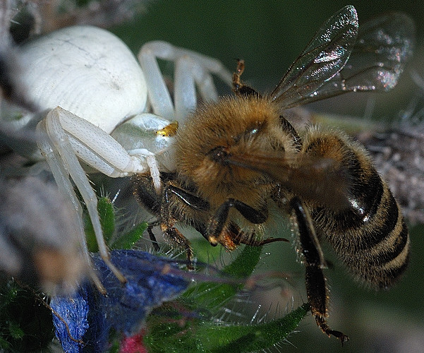 kvetárik dvojtvarý  Misumena vatia