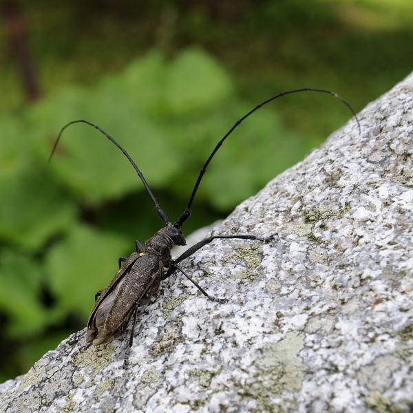 vrzúnik pralesový ♂ Monochamus sartor