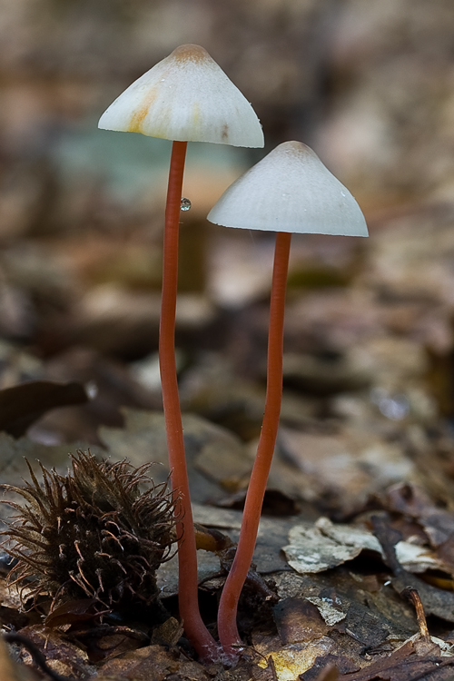 prilbička šafranová Mycena crocata (Schrad.) P. Kumm.