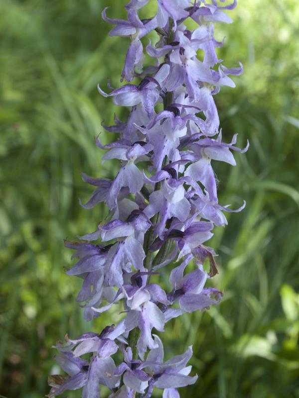 vstavač mužský poznačený Orchis mascula subsp. signifera (Vest) Soó