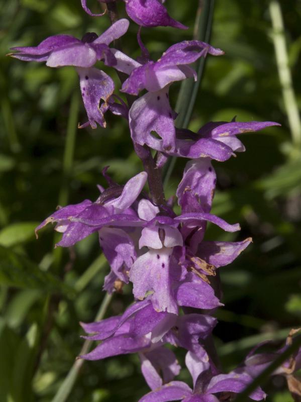 vstavač mužský poznačený Orchis mascula subsp. signifera (Vest) Soó