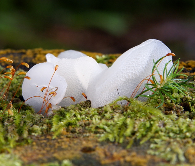 pajelenka želatínová Pseudohydnum gelatinosum (Scop.) P. Karst.