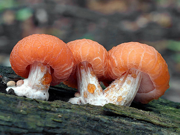 červenáčik obyčajný Rhodotus palmatus (Bull.) Maire