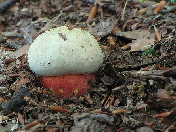 hríb purpurový Rubroboletus rhodoxanthus Kuan Zhao &amp; Zhu L. Yang