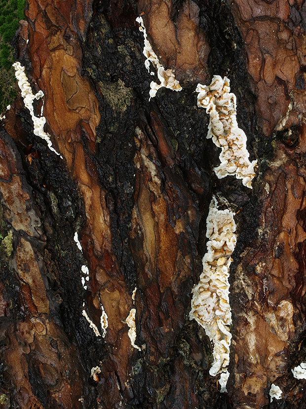 kostrovka beztvárna Skeletocutis amorpha (Fr.) Kotl. & Pouzar