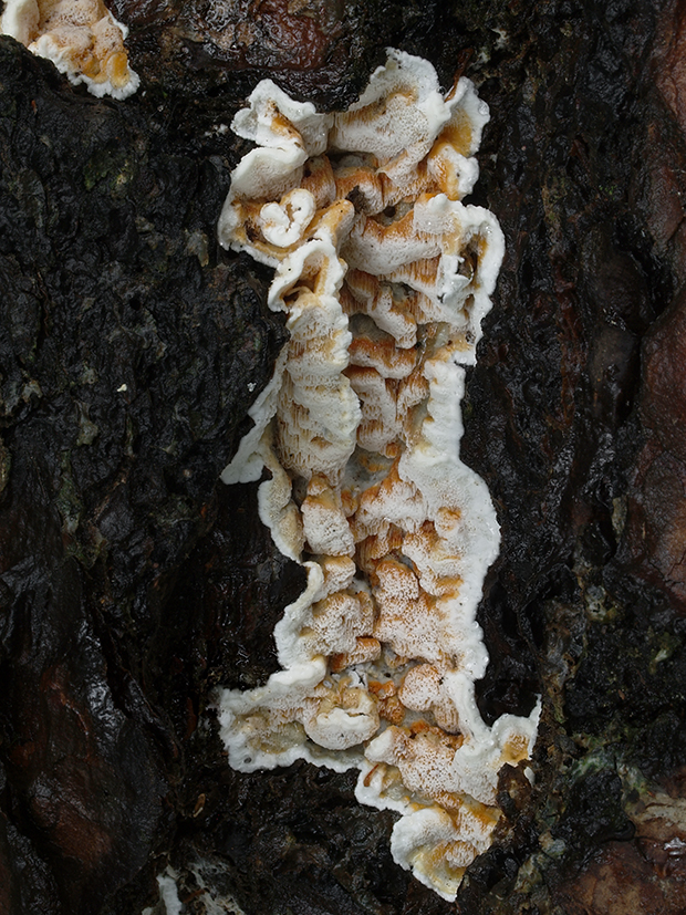 kostrovka beztvárna Skeletocutis amorpha (Fr.) Kotl. & Pouzar