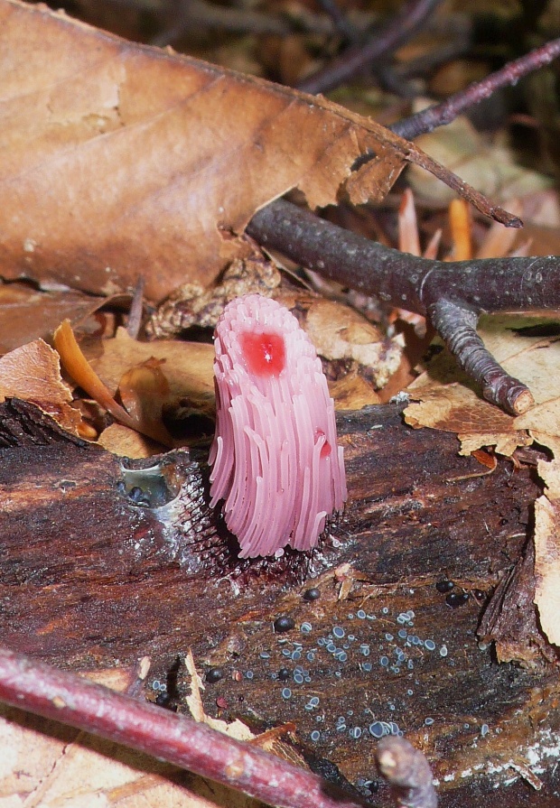 pazderka hnedá ? Stemonitis fusca ?