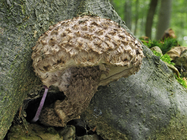 šiškovec šupinatý Strobilomyces strobilaceus (Scop.) Berk.