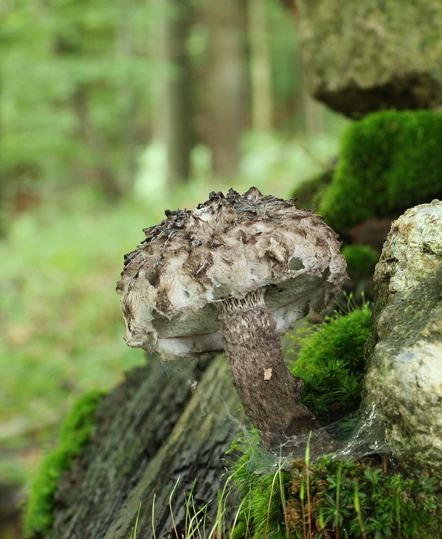 šiškovec šupinatý Strobilomyces strobilaceus (Scop.) Berk.