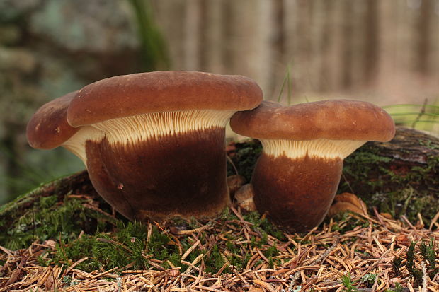 čechračka tmavohlúbiková Tapinella atrotomentosa (Batsch) Šutara