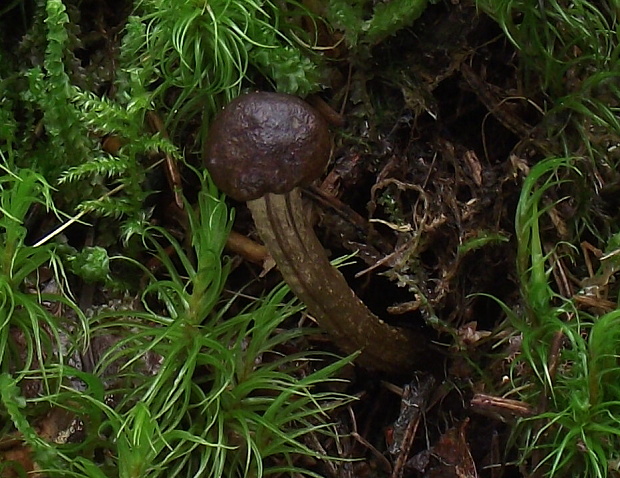 žezlovka Rouxova Tolypocladium rouxii (Cand.) C.A. Quandt, Kepler & Spatafora