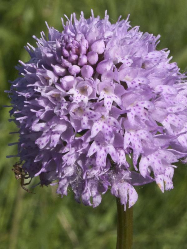 pavstavač hlavatý Traunsteinera globosa (L.) Reichenb.