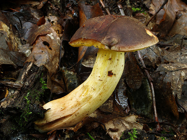 suchohríb Xerocomus sp.