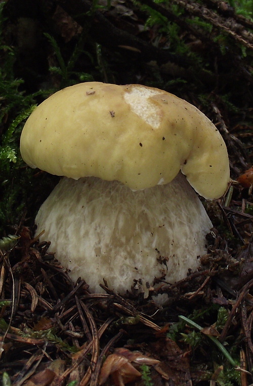 hríb smrekový citrónový  (Boletus edulis f. citrinus)Venturi