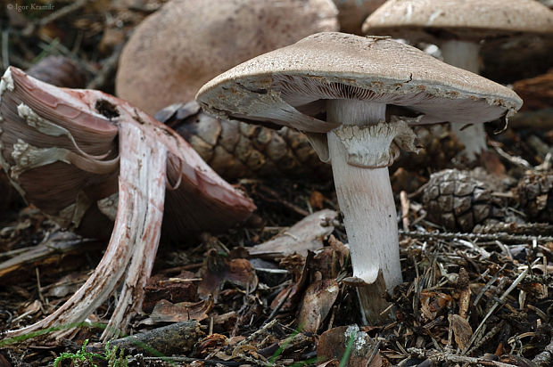 pečiarka lesná Agaricus sylvaticus Schaeff.