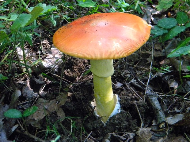 muchotrávka cisárska Amanita caesarea (Scop.) Pers.