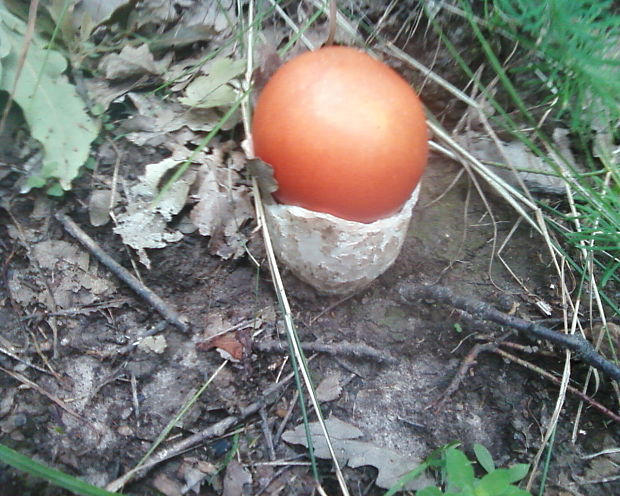 muchotrávka cisárska Amanita caesarea (Scop.) Pers.