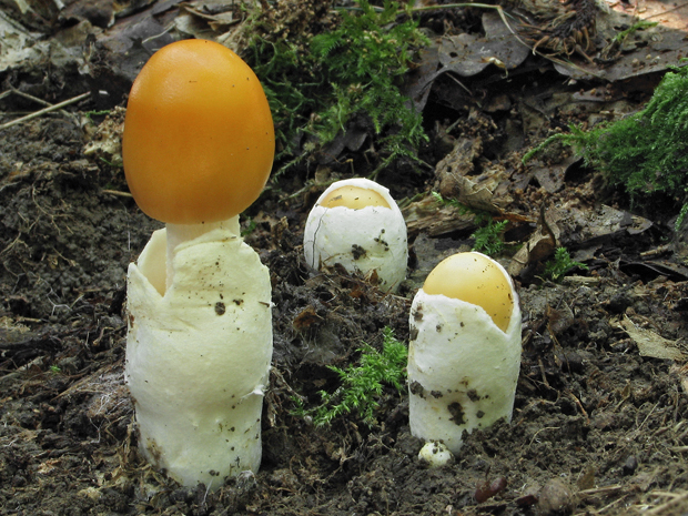 muchotrávka oranžová Amanita crocea (Quél.) Singer