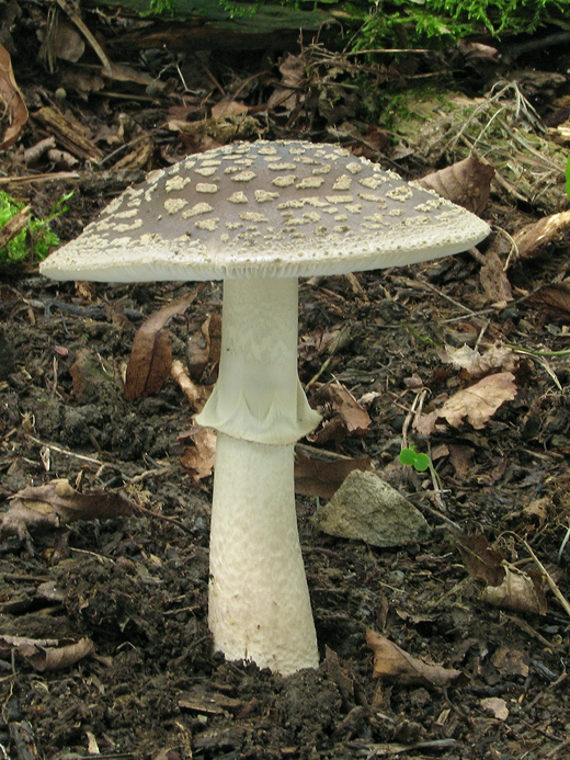 muchotrávka hrubá Amanita excelsa (Fr.) Bertill.