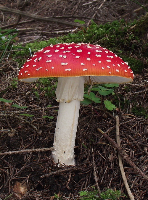 muchotrávka červená Amanita muscaria (L.) Lam.