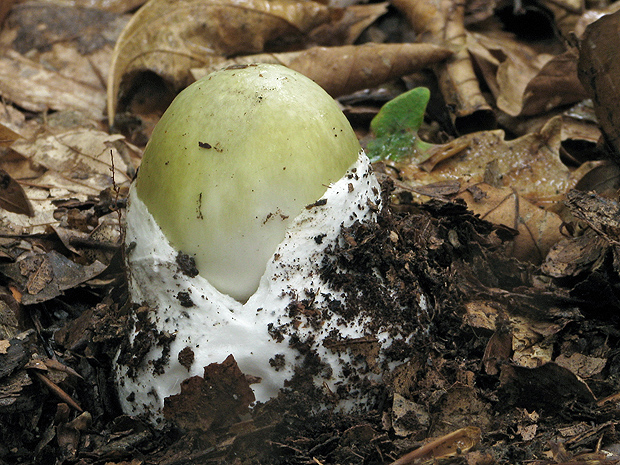 muchotrávka zelená Amanita phalloides (Vaill. ex Fr.) Link