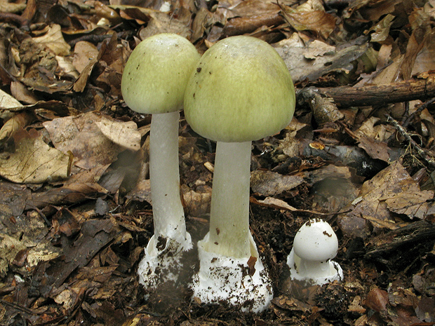 muchotrávka zelená Amanita phalloides (Vaill. ex Fr.) Link