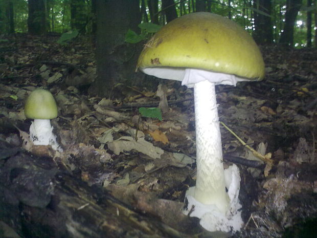 muchotrávka zelená Amanita phalloides (Vaill. ex Fr.) Link