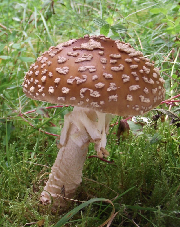 muchotrávka kráľovská Amanita regalis (Fr.) Michael